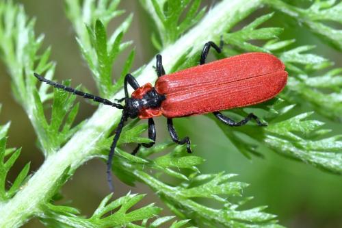 Réf. 206 414 : Lygistopterus sanguineus